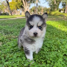 Love bug - Gray and white female Pomsky puppy in La Verne, California from Red Cedar Pomskies