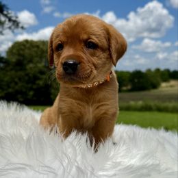Girl 3 - Yellow female Labrador Retriever puppy in Harrison, Arkansas from Brandywine Labradors