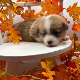 Ember - Red female Pembroke Welsh Corgi puppy in Abingdon, Virginia from Em-K Kennels