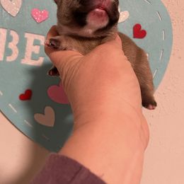 Girl 3 - French Bulldog puppy in Columbus, Georgia from Blessed and Boujee Frenchies