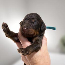 Anthem - Phantom male Goldendoodle puppy in Escalon, California from Miley&Co.