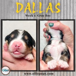 Dallas - Tri-color male Bernedoodle puppy in Boiling Springs, South Carolina from OlliePups, LLC