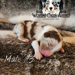 Boy 3 - male Australian Shepherd puppy in Harpers Ferry, Iowa from Wexford Creek Aussies, LLC