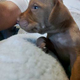 Vizsla Puppies from Shadow Creek Kennel