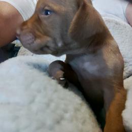 Vizsla Puppies from Shadow Creek Kennel
