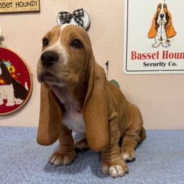 Lil man - Tan and white male Basset Hound puppy in Pilot Mtn, North Carolina from Lowdown Love Basset Hounds