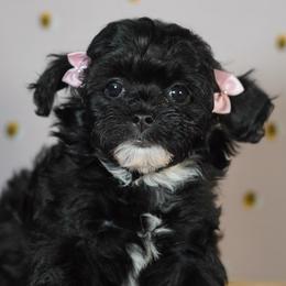 Bashful (Yellow Collar) - Black female Shihpoo puppy in Las Vegas, Nevada from Plush Toy Poodle Puppies & Pals