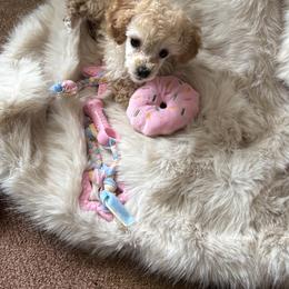 Georgie girl - Apricot female Poodle puppy in Bellwood, Nebraska from Sunflower Poodles