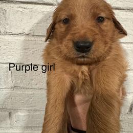 Purple girl - Dark golden female Golden Retriever puppy in Buchanan, Georgia from Morgan’s Heart of Gold Retrievers
