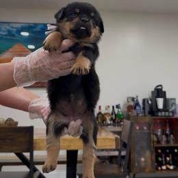 Gray and Pink Collar - Black and rust female Rottweiler puppy in Brandenburg, Kentucky from Boss Rottweiler Haus
