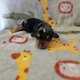 Boy 3 - Dapple male Dachshund puppy in New Castle, Colorado from Shaffers low riding weiners