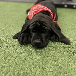 Great Dane Puppies from Split Rock Danes