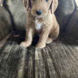 Goldendoodle Puppies from North Star Dog Training