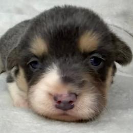 Martha - Gray and white female American Corgi puppy in Grants Pass, Oregon from KnR Antler Dogs
