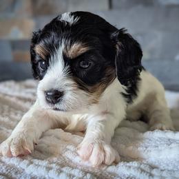 Tri Color Girl - Tri-color female Cavapoo puppy in San Diego, California from WW Cavapoos