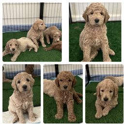 Goldendoodle Puppies from Harper Girl Doodles