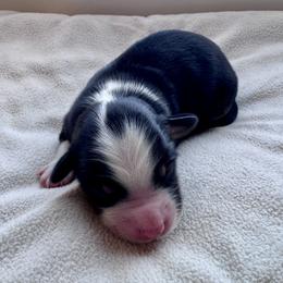 Ralf - Black tri male Toy Australian Shepherd puppy in Bly, Oregon from Apacheblus Toy Aussies