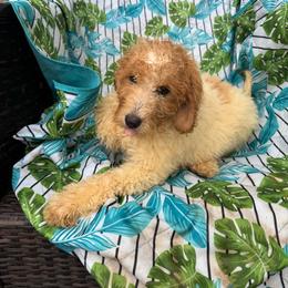 Sky - Cream female Goldendoodle puppy in Willits, California from Big Island Goldendoodles
