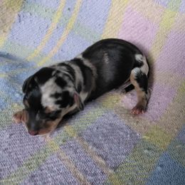Bagle - Dapple female Dachshund puppy in Opelika, Alabama from Dachshund Darlins