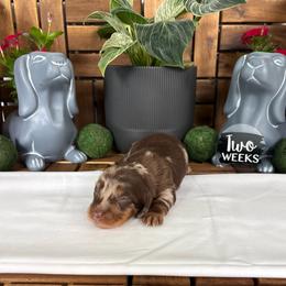 Hunter - AKC - Dapple male Dachshund puppy in Miami, Florida from Oscar's Dachshunds