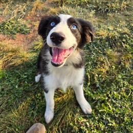 Beretta - Black tri-color female Australian Shepherd puppy in Abilene, Texas from S&K Aussies N' Rotties