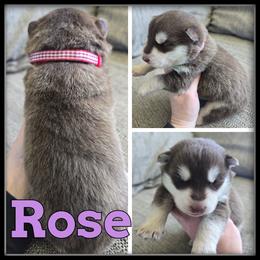 Rose - Red and white female Siberian Husky puppy in Merrill, Michigan from Haase Family Kennels