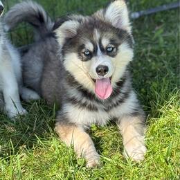 Rusty - Wolf sable male Pomsky puppy in Lewiston, Minnesota from Family Pomsky