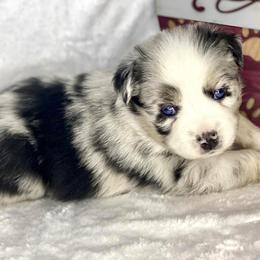 Blue Merle Female - Blue merle Miniature Australian Shepherd puppy in Cusick, Washington from Dry Ridge Miniature Australian Shepherds