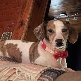 Honeybun - Dachshund