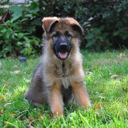 German Shepherd Puppies from von Nadar German Shepherds