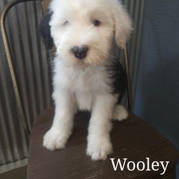 Aussiedoodle, Old English Sheepdog, Poodle, and Sheepadoodle Puppies from Iowa's Doodle Co.
