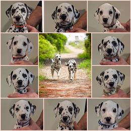 Dalmatian Puppies from Crescent Hill Dalmatians
