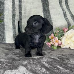 Apollo - Black male Dachshund puppy in Wellborn, Florida from Azalea Acres Mini Doxies