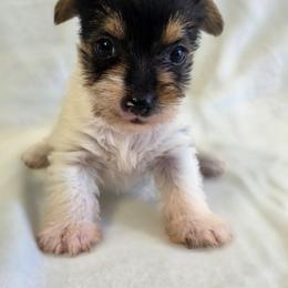 Parti Girl - Parti female Yorkshire Terrier puppy in Aiken, South Carolina from Sio's Yorkies