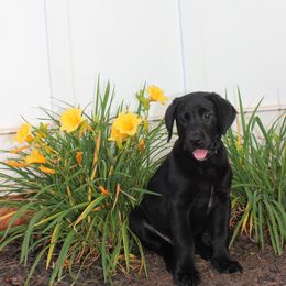 Labrador Retriever Puppies from Lacey Adkins