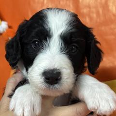 Boo - White and black male Bordoodle puppy in Oak Hill, West Virginia from Highlands Bordoodles