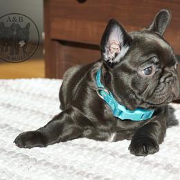 French Bulldog Puppies from A & B French Bulldogs