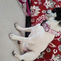 Rosalina - Chihuahua