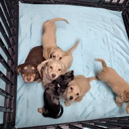 Dachshund Puppies from Katrina's Punk Rock Dachshunds