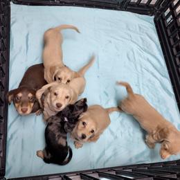 Dachshund Puppies from Katrina's Punk Rock Dachshunds