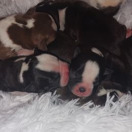 Boston Terriers from The Littles