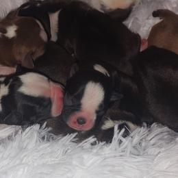 Boston Terriers from The Littles