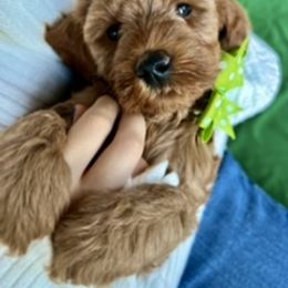 Goldendoodle Puppies from Loving Doodles