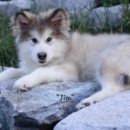 Jim - Alaskan Malamute puppy in Washington from Malamute Meadow