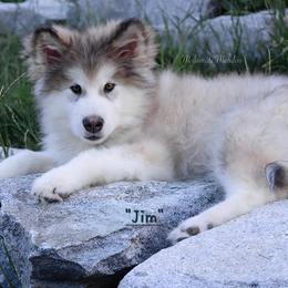 Jim - Alaskan Malamute puppy in Washington from Malamute Meadow