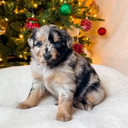 Holly - Blue merle female Miniature American Shepherd puppy in Idaho Falls, Idaho from Sugartop Minis