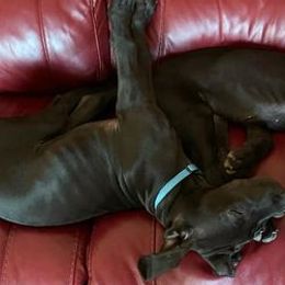 Great Danes from Sand Dollar Danes