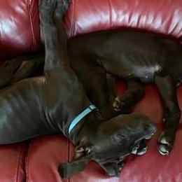Great Danes from Sand Dollar Danes