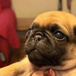 Boy 4 - Fawn male Pug puppy in Salem, Oregon from Loda's Pugs