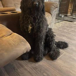 Labradoodle All Grown Up from Small town doodles & poodles